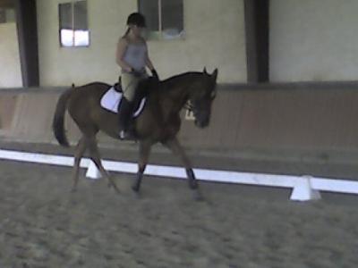 Great horse for lease at beautiful facility
