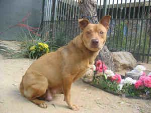 SWEET, SHY MAMA DOG REDLISTED! PLEASE HELP! (PLEASE HURRY!)