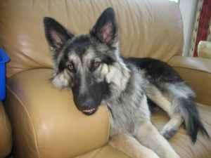 Lost 7/8 German Shepherd REWARD