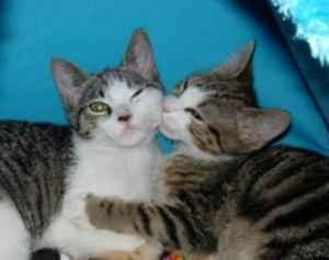 Kittens - Jessica & Ashlee Looking For A Cozy Home To Record A Duet