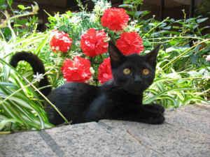 PLEASE SAVE ALISON!! Sweet fun kitten is REDLISTED and out of time!