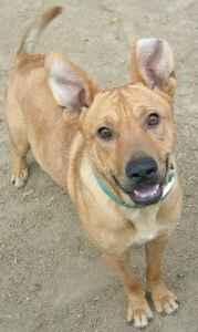 Look at our faces! We are so Sweet! & Deserve A Loving Home!