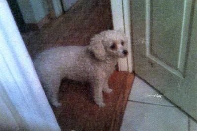 MITZI, WHITE FEMALE POODLE, lost or stolen in home burglary-YOUNG OWNER SICK & grieving!