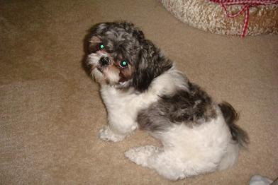 Missing Shih-tzu Mix -Black(Gray)/White- Reward $5,000