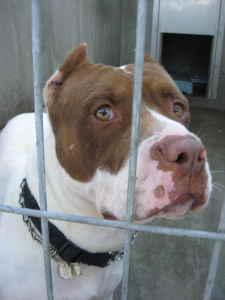 I Have Until 10/15 To Live! Please Save me Before It Is To Late!!
