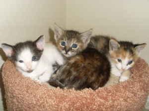 kitty litter found...