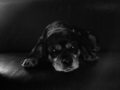 Premier Pet Care Available