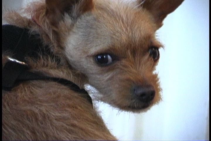 7 lb. 6 month old Sweet, Adorable Terrier NEEDS HOME