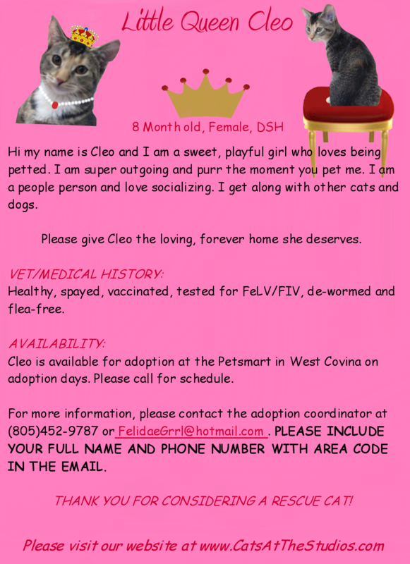 CLEO, BEAUTIFUL AND SWEET KITTY AVAILABLE FOR ADOPTION!!!!!!!!!!!!!!! (West Covina)