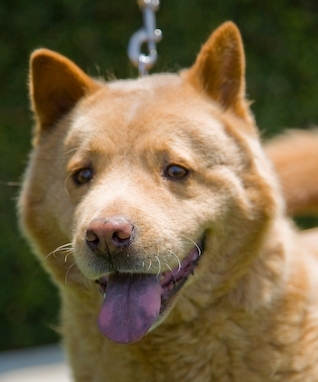 ADORABLE Princess the Chow mix needs a FOREVER home (w la rescue)