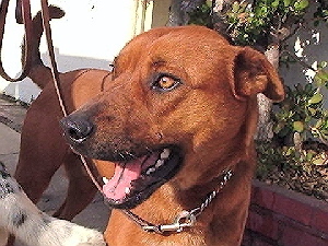 Buster needs a permanent home (los angeles rescue)
