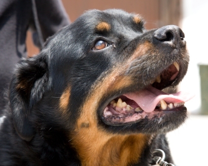 Rottie and Aussie Mix, bonded, need forever home (w la rescue)
