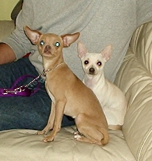 2 Chihuahuas, Yoda and Clancy, need a forever home (w la rescue)