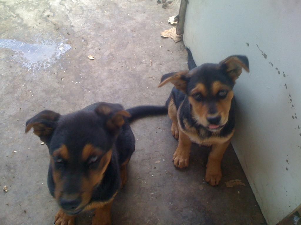 puppies (los angeles)