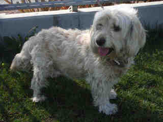 Sweet little Dolly, Cockapoo (West LA)