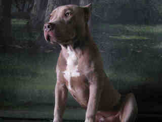 Beautiful, sweet tempered pit, dog friendly too! (South LA)