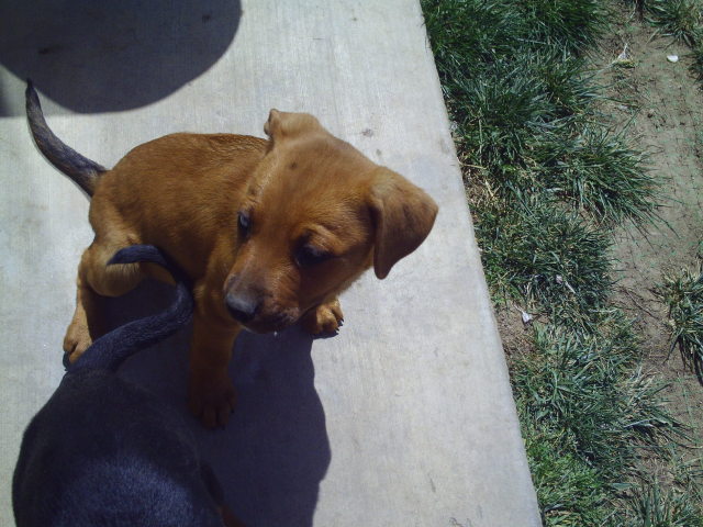 beautiful rottweiler mix puppies (orange county)
